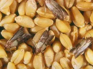 Амбарные вредители-скрытая угроза для семенного фонда